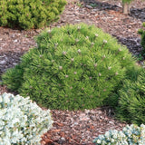 Pinus Agnes Bregeon  vaso 17/18 come da foto
