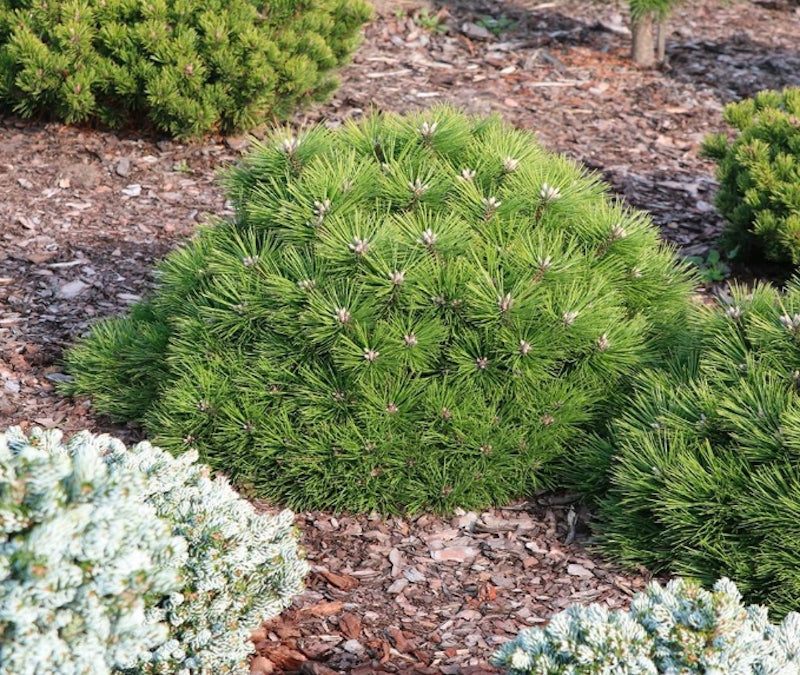 Pinus Agnes Bregeon  vaso 17/18 come da foto