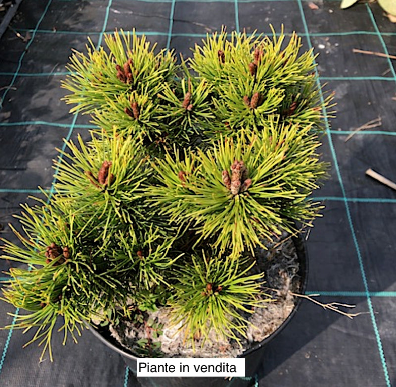 Pinus Mughus Ophir vaso 20