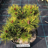 Pinus Mughus Ophir vaso 20