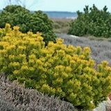 Pinus Mughus Ophir vaso 20