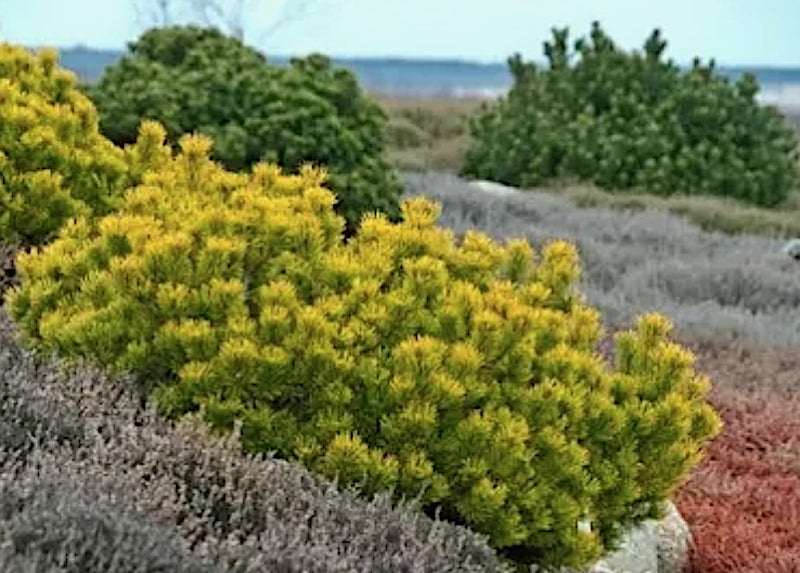Pinus Mughus Ophir vaso 20