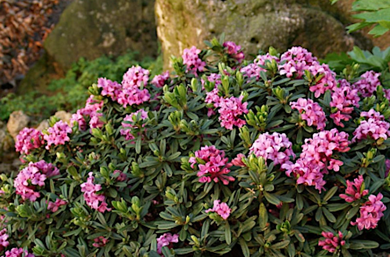 Daphne x goodoniae 'Hinton' v. 14