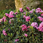 Daphne x goodoniae 'Hinton' v. 14
