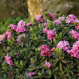 Daphne x goodoniae 'Hinton' v. 14