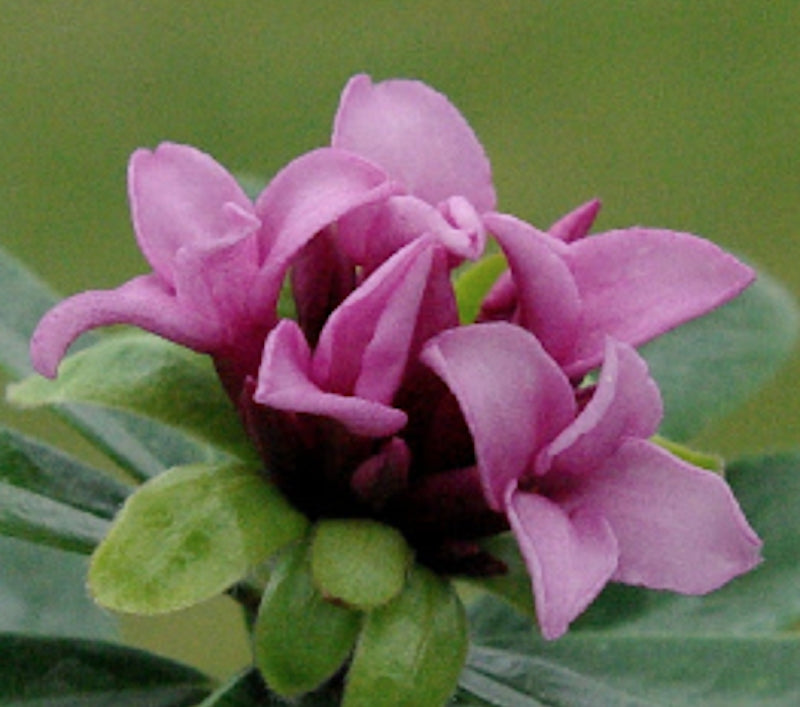 Daphne x goodoniae 'Hinton' v. 14
