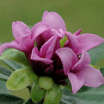 Daphne x goodoniae 'Hinton' v. 14