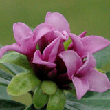 Daphne x goodoniae 'Hinton' v. 14