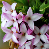 Daphne Tangutica v. 14