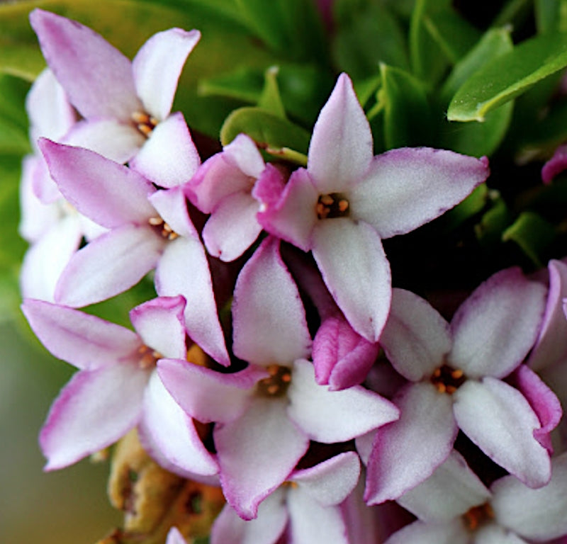 Daphne Tangutica v. 14