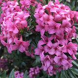Daphne x rollsdorfii 'Wilhlem Schacht' v. 14