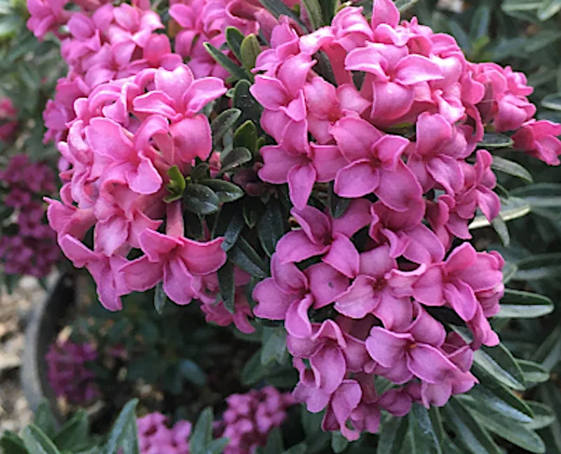 Daphne x rollsdorfii 'Wilhlem Schacht' v. 14