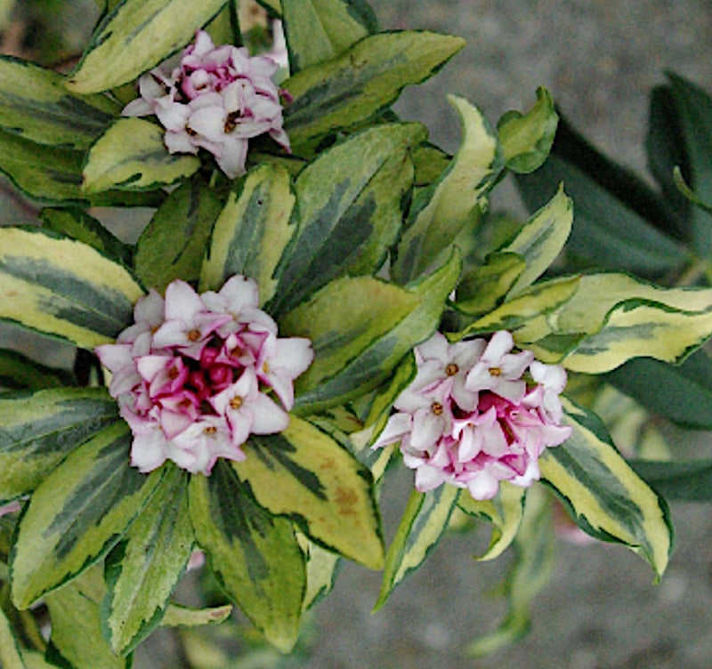 Daphne odora  Geisha' v. 14
