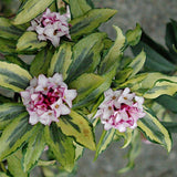 Daphne odora  Geisha' v. 14