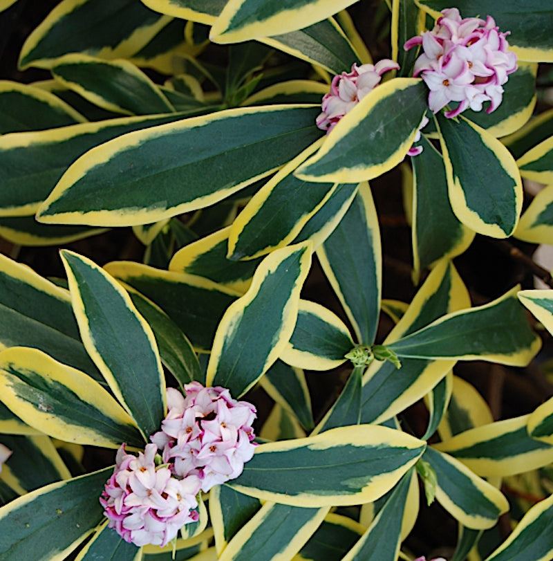 Daphne odora MARIANNI® v. 14
