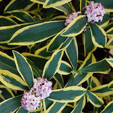 Daphne odora MARIANNI® v. 14