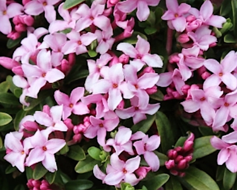 Daphne Napolitana v. 14