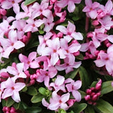 Daphne Napolitana v. 14