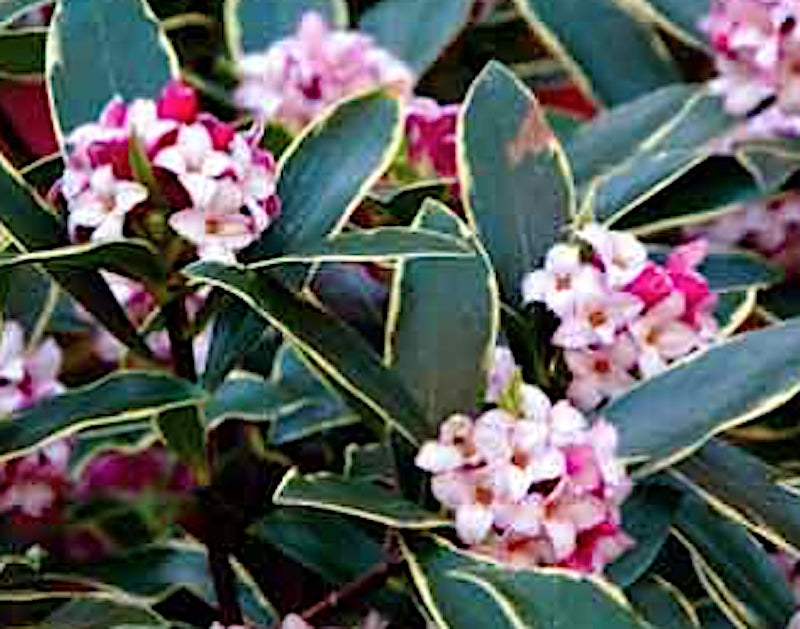 Daphne Odora aureomarginata v. 14
