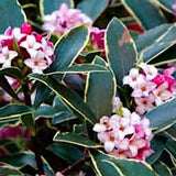 Daphne Odora aureomarginata v. 14