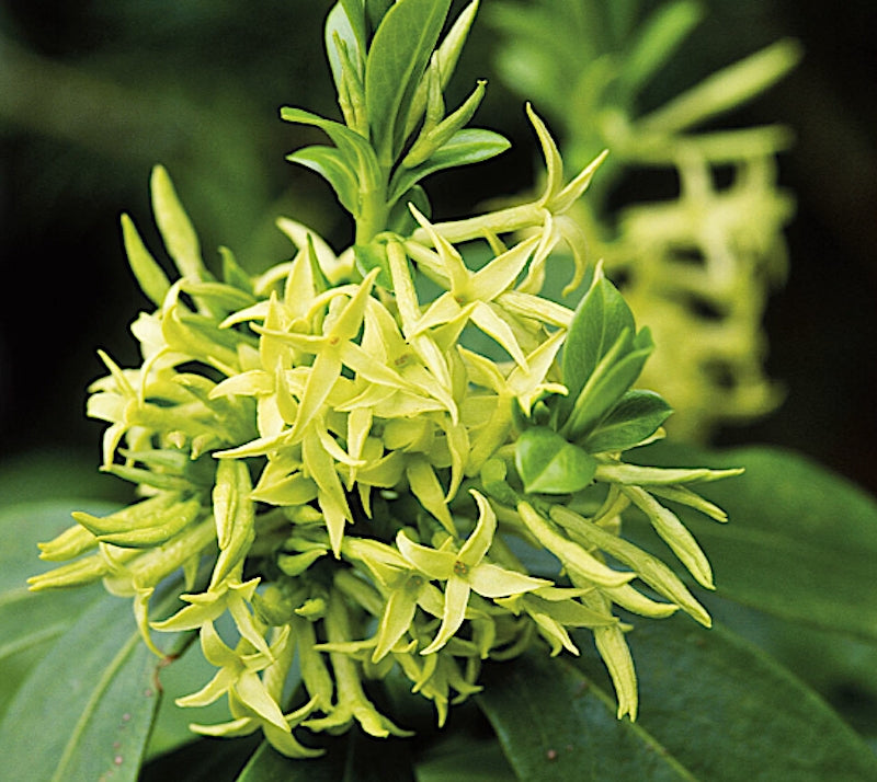 Daphne Pontica v. 14