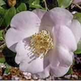 Camelia Cinnamon Scentsation' v. 18 profumata