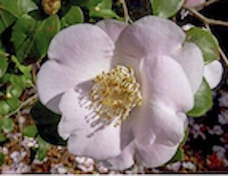 Camelia Cinnamon Scentsation' v. 18 profumata