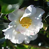 Camelia Fraterna v. 18 (Prufumata)