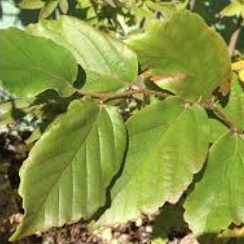 Parrotia Vanessa v. 19