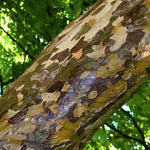 Parrotia Vanessa v. 19