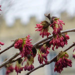 Parrotia Vanessa v. 19