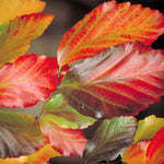 Parrotia Vanessa v. 19