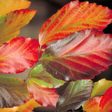 Parrotia Vanessa v. 19