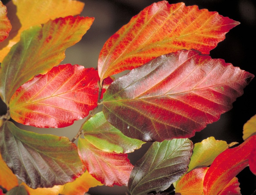 Parrotia Vanessa v. 19