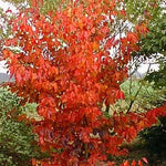 Parrotia Persica