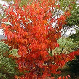 Parrotia Persica