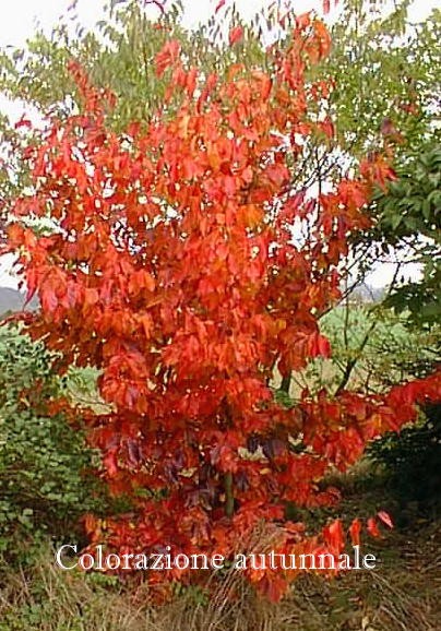 Parrotia Persica