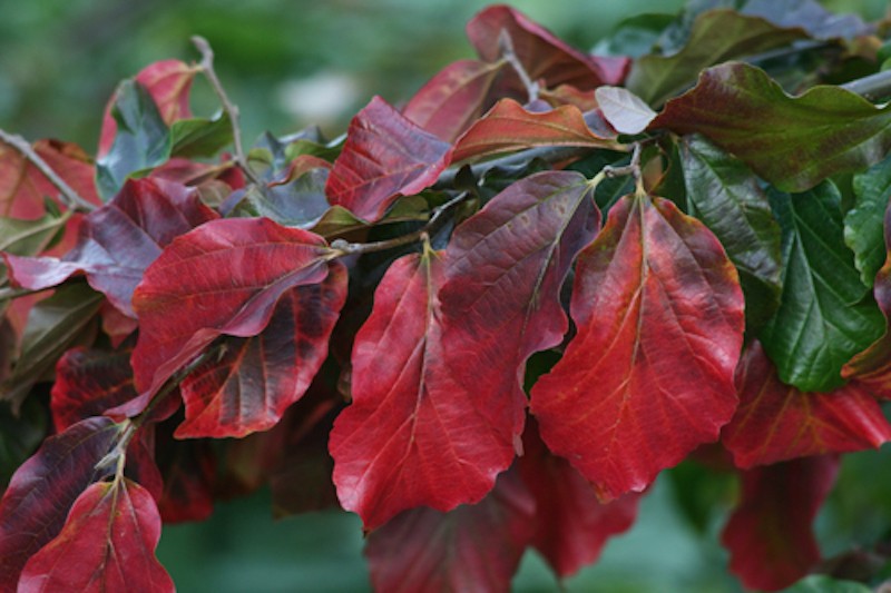 Parrotia Persica