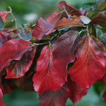 Parrotia Persica
