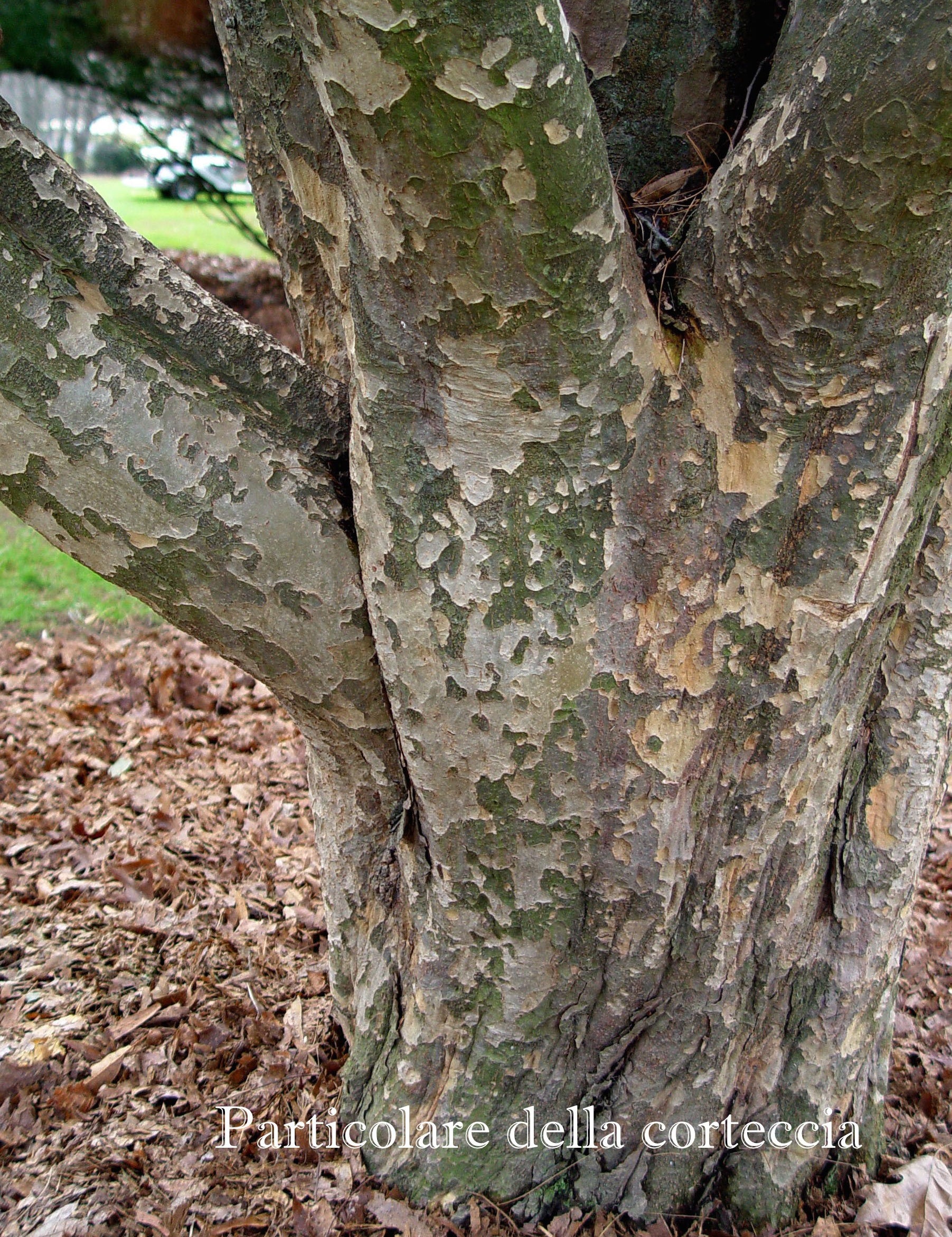 Parrotia Persica