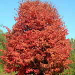 Parrotia Persica v. 19
