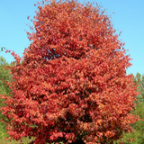 Parrotia Persica v. 19