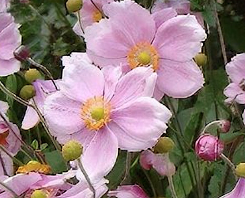 Anemone Hybrida Elegans v.9
