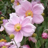 Anemone Hybrida Elegans v.9