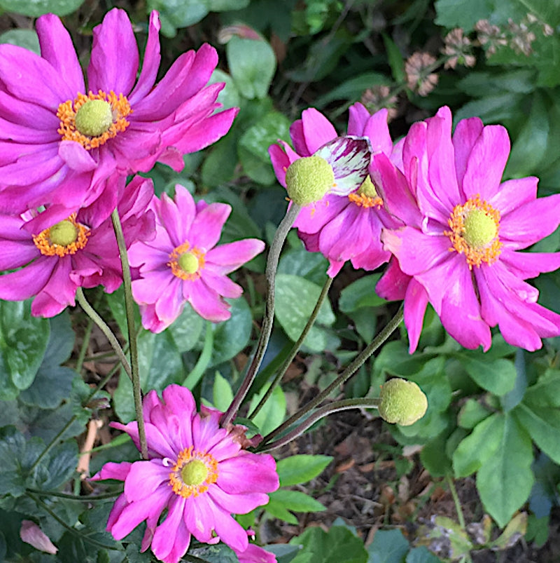 Anemone Hybrido Margarete v.9