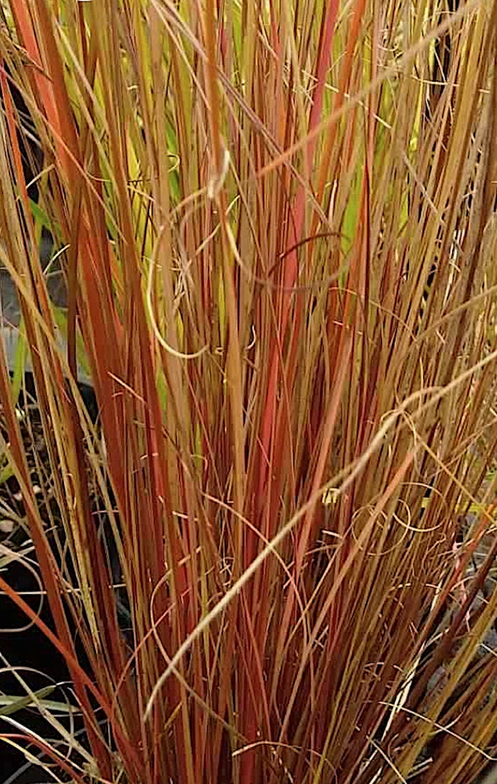 Carex Buchanannii Red Rooster v.9