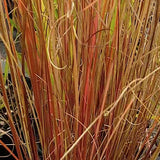 Carex Buchanannii Red Rooster v.9