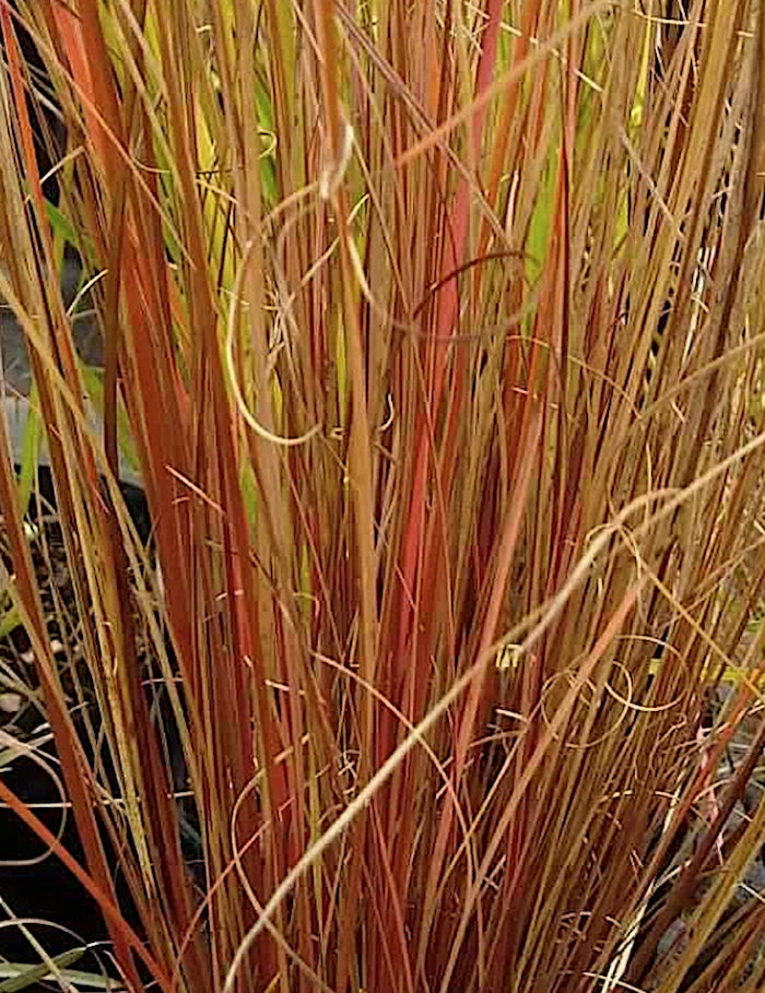 Carex Buchanannii Red Rooster v.9