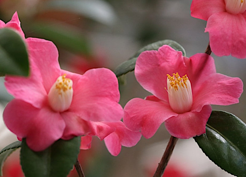 Camelia sasanqua Koto no Kaori v.18 (Profumata)