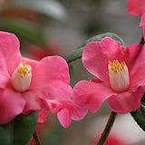Camelia sasanqua Koto no Kaori v.18 (Profumata)